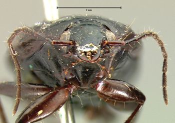 Media type: image;   Entomology 5766 Aspect: head frontal view